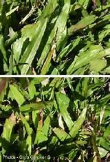 Photos of Gypsum Over Grass Photos of Gypsum Over Grass